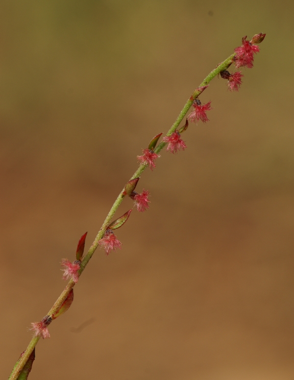 Gonocarpus tetragynus